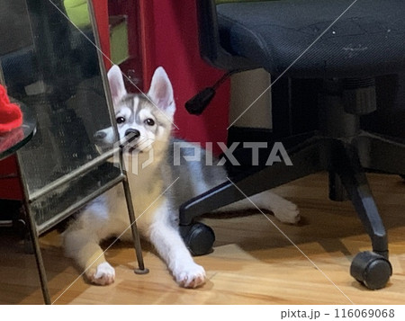 シベリアンハスキー ハス沼 子犬 仔犬 パピー しっぽの有る天使 シベリアンハスキー ハス沼 子犬 仔犬 パピー しっぽの有る天使 116069068