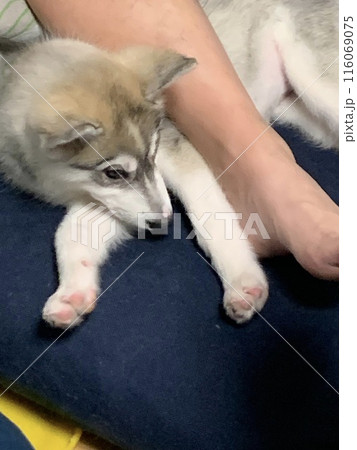 シベリアンハスキー ハス沼 子犬 仔犬 パピー しっぽの有る天使 シベリアンハスキー ハス沼 子犬 仔犬 パピー しっぽの有る天使 116069075
