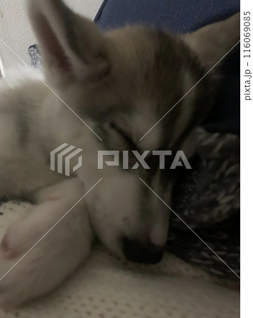 シベリアンハスキー ハス沼 子犬 仔犬 パピー しっぽの有る天使 シベリアンハスキー ハス沼 子犬 仔犬 パピー しっぽの有る天使 116069085
