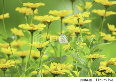 黄色い花の咲く花畑で蜜を求めて飛ぶ蝶々 116069198