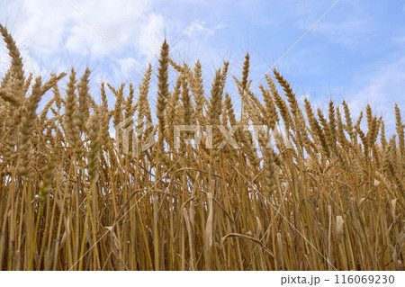 青空を背景にした実った麦の穂 116069230