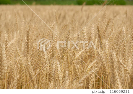 黄金色に輝く麦の穂 116069231