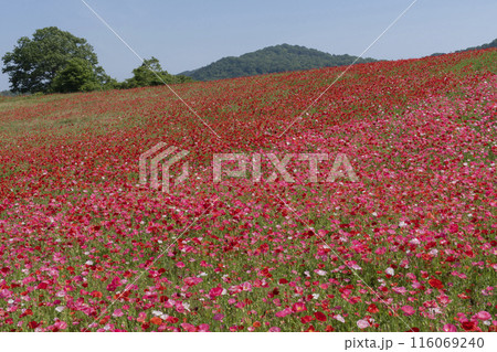 ポピーの花畑 116069240