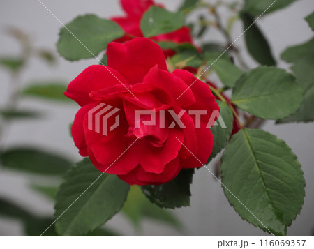 庭の片隅に咲いた一輪の赤いバラのクローズアップ（円光寺のガーデンローズ） 116069357