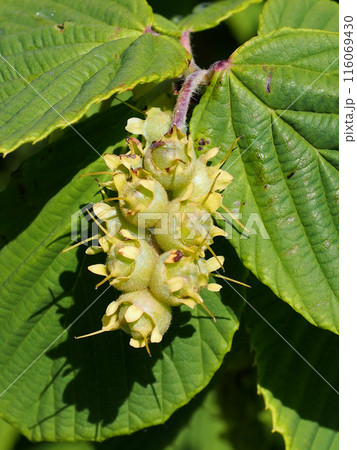 日差しの中のトサミズキ（枝についた黄緑色の土佐水木の実のクローズアップ） 116069430