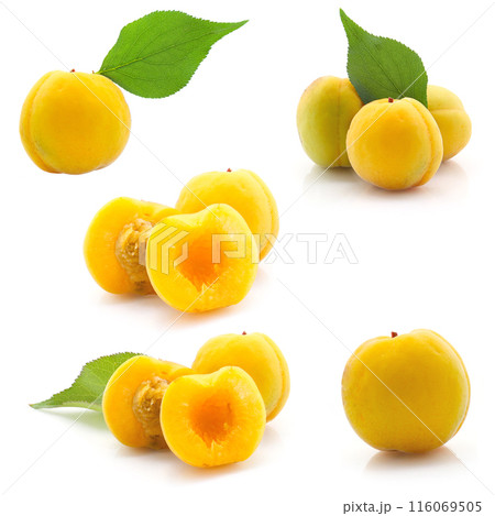 あんず、白背景 116069505