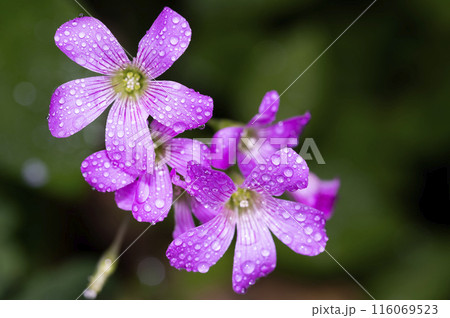 ムラサキカタバミ 116069523