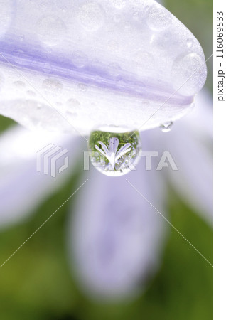 花と水滴 116069533