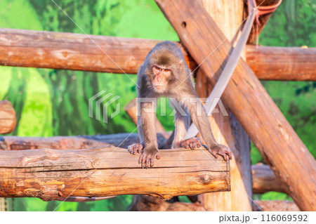 Japanese macaque walks on a wooden log Japanese macaque walks on a wooden log 116069592