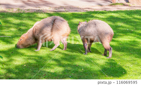 A large capybara walks on the green grass in the park 116069595