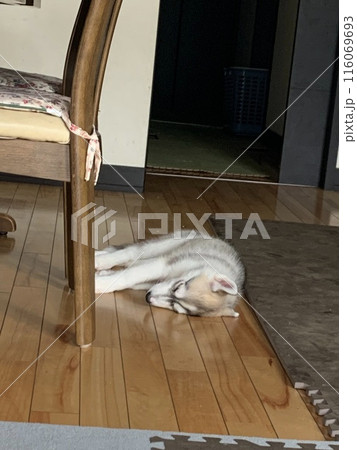 ハスキー　シベリアンハスキー　家族　犬　子犬　大型犬　パピー 116069693