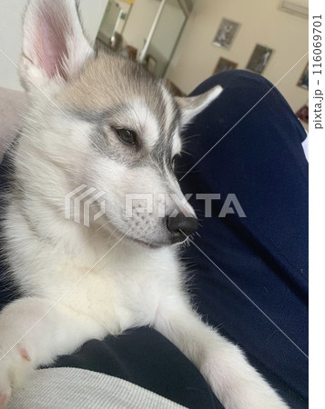 ハスキー シベリアンハスキー 家族 犬 子犬 大型犬 パピー ハスキー シベリアンハスキー 家族 犬 子犬 大型犬 パピー 116069701