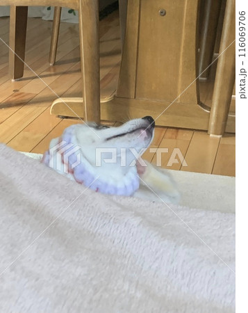 ハスキー シベリアンハスキー 家族 犬 子犬 大型犬 パピー ハスキー シベリアンハスキー 家族 犬 子犬 大型犬 パピー 116069706