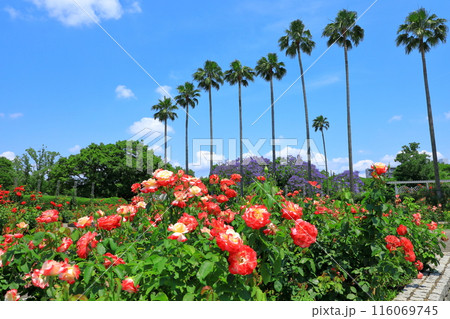大阪市立長居植物園・バラ園 116069745