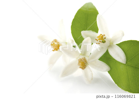 ミカンの花、白背景 ミカンの花、白背景 116069821