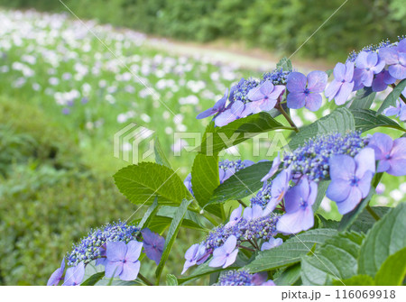 紫陽花と菖蒲 紫陽花と菖蒲 116069918