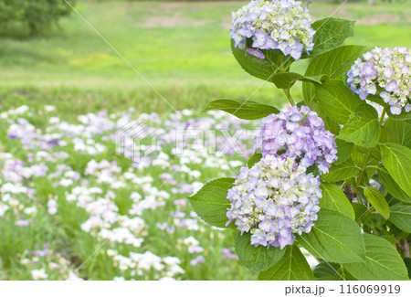 紫陽花と菖蒲2 紫陽花と菖蒲2 116069919
