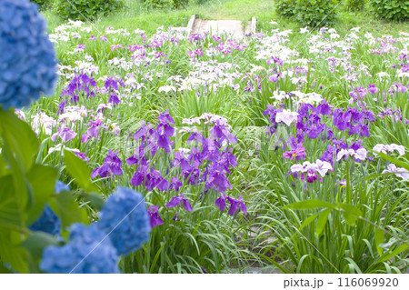 紫陽花と菖蒲3 紫陽花と菖蒲3 116069920