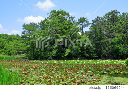 大阪市立長居植物園・水生植物 116069944