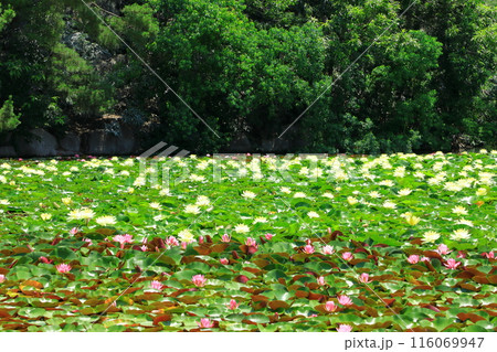 大阪市立長居植物園・水生植物 116069947