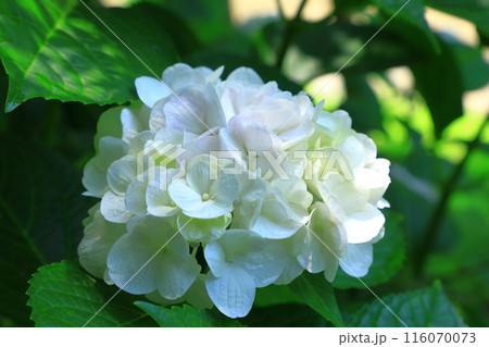 大阪市立長居植物園・あじさいの花 116070073
