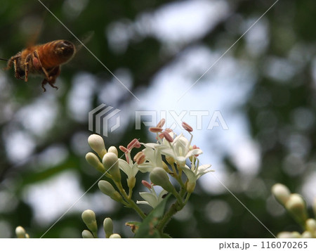 何か通った？（白いネズミモチの花近くを横切るミツバチ） 116070265