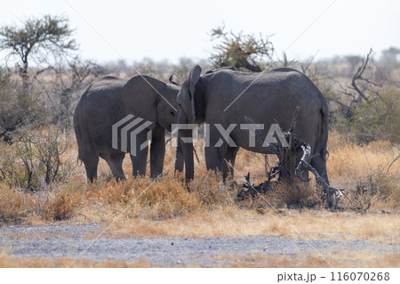 Two Fighting Elephants 116070268