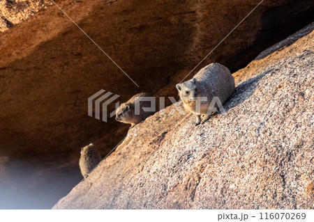 Hyrax near Spitzkoppe 116070269