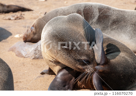 Seals at cape cross 116070270