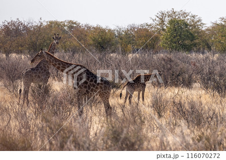 Giraffes in Etosha 116070272