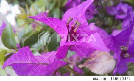 紫色の葉を付けたブーゲンビリアを撮影した写真 紫色の葉を付けたブーゲンビリアを撮影した写真 116070371