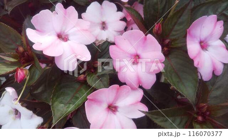 花壇に咲くサンパチェンスの花 花壇に咲くサンパチェンスの花 116070377