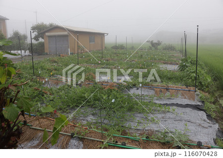 朝霧のスイカ畑　六月下旬 116070428
