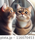 鏡をみて不思議そうに首をかしげる猫 116070453