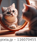 鏡をみて不思議そうに首をかしげる猫 116070455