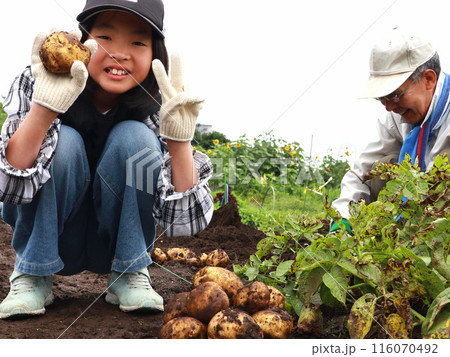 じゃがいもを収穫する家族 116070492