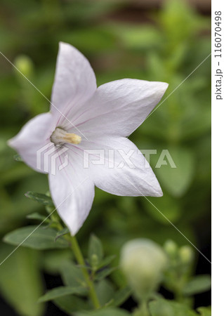 白い桔梗の花 116070498