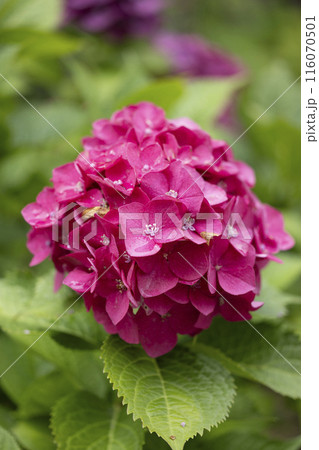 雨に濡れた濃いピンク色の紫陽花 116070501