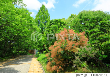 大阪市立長居植物園・スモークツリーの木 116070534