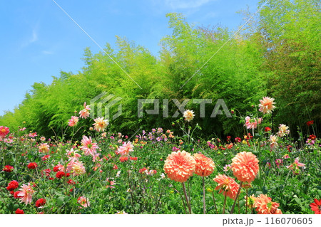 大阪市立長居植物園・満開のダリアの花 大阪市立長居植物園・満開のダリアの花 116070605