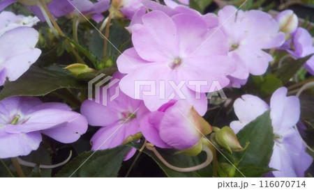 白とピンクの可愛いサンパチェンスの花 116070714