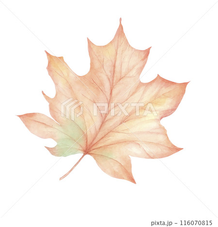 Autumn maple leaf in watercolor , flying orange foliage from tree on ground transparent background isolated template exact illustration of fall autumn 116070815