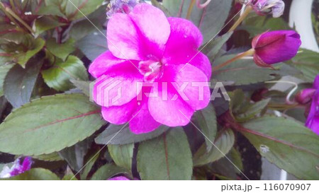 ピンク色のサンパチェンスの花 ピンク色のサンパチェンスの花 116070907