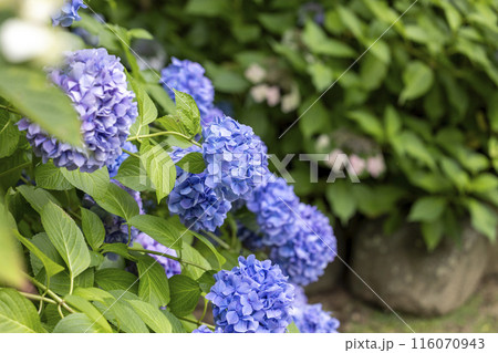 青い紫陽花 116070943