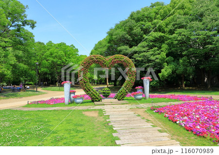 大阪市立長居植物園・大花壇 116070989