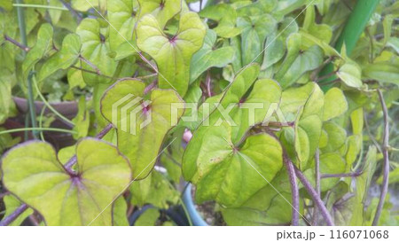 雨に濡れる葉 116071068