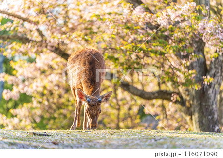 【春】奈良公園の鹿【桜】 116071090