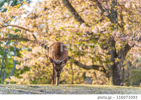 【春】奈良公園の鹿【桜】 116071093