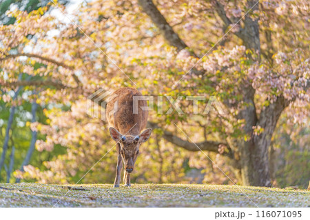 【春】奈良公園の鹿【桜】 116071095