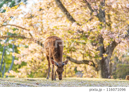 【春】奈良公園の鹿【桜】 116071096